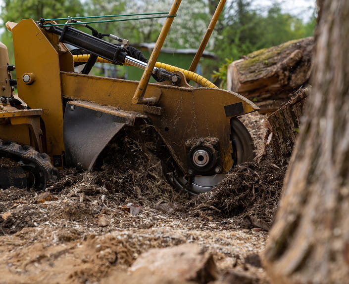 Stump Grinding & Removal in Orillia