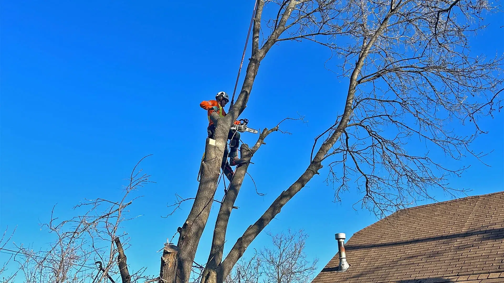 Horizon Tree Company photo 3