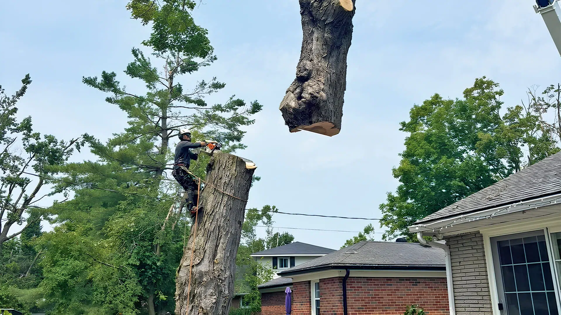 Horizon Tree Company photo 4