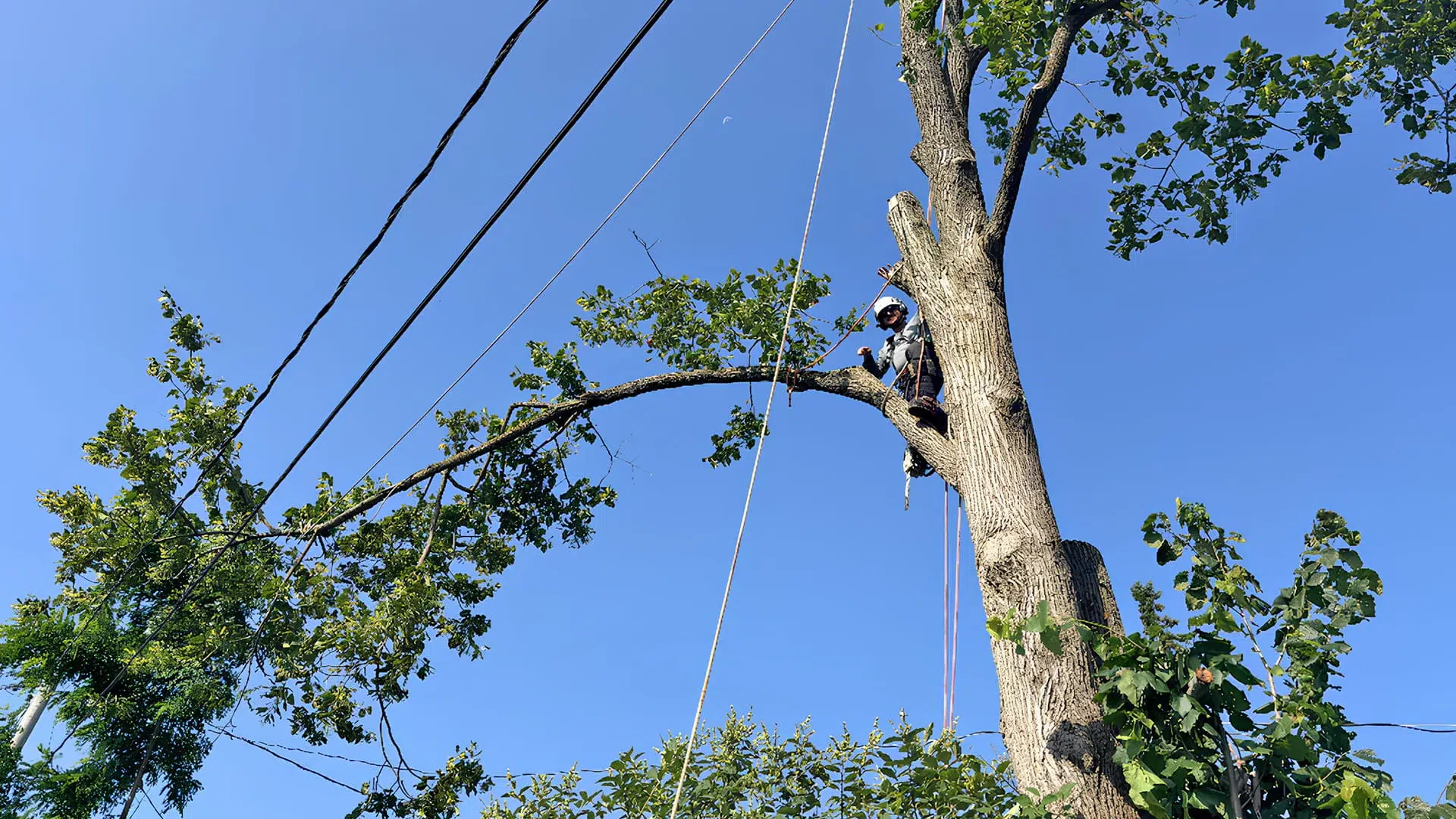 Horizon Tree Company photo 5