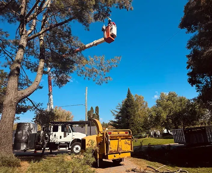 Professional tree removal and pruning services by Horizon Tree Company